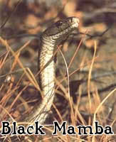 black mamba
