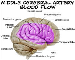 area of the brain supplied by blood from the middle cerebral artery