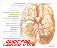 anatomy of the middle cerebral artery