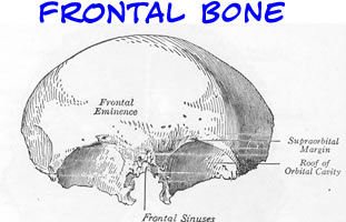 the frontal bone