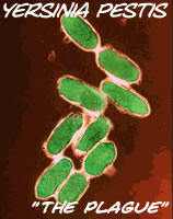 Yersinia pestis, the bacteria that causes the plague