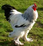 Wright's Brahma