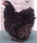 Campbell's frizzle