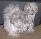 Sterling's Splash Pullet