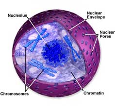 The Nucleus of a Cell
