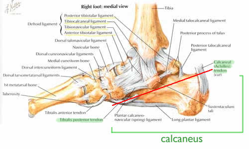 Netter illustrated anatomy of ankle