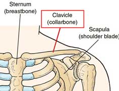 Parts Of Clavicle