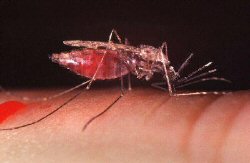 mosquito
