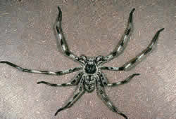 spider