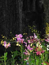 Some local Hawaiian Orchids in front of a waterfall. Orchids