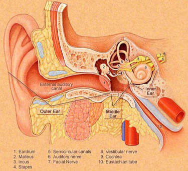 the ear canal