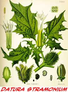 Datura stramonium