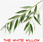 The White Willow