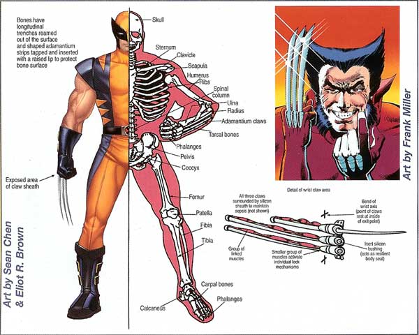 Image of Wolverine