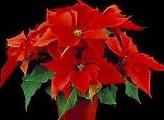 Poinsettia