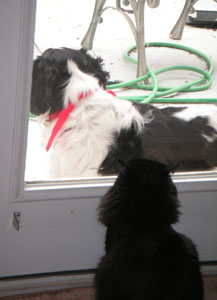 I'm watching you, dog...