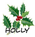 holly