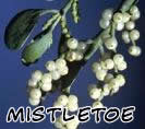 mistletoe