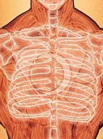 Midnighter's ribcage