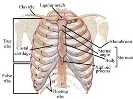 A real ribcage