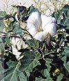 Datura