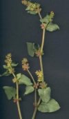 Emex spinosa