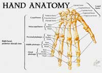 Bones of the Hand
