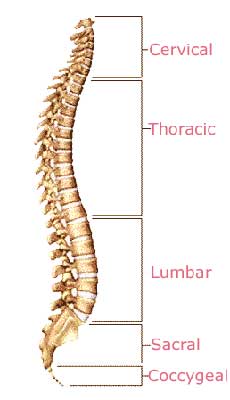 The Spine