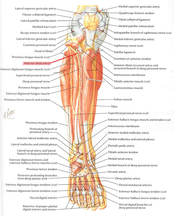 Anatomy of the Lower Leg