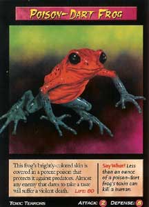 Poison Dart Frog