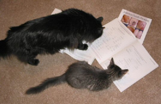 Both cats studying