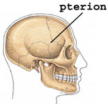 The Pterion
