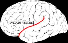 The Sylvian Fissure
