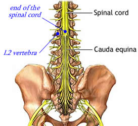 The cauda equina The cauda equina