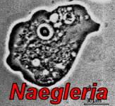 Naegleria