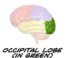 The Occipital Lobe of the Brain