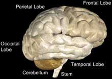 the brain
