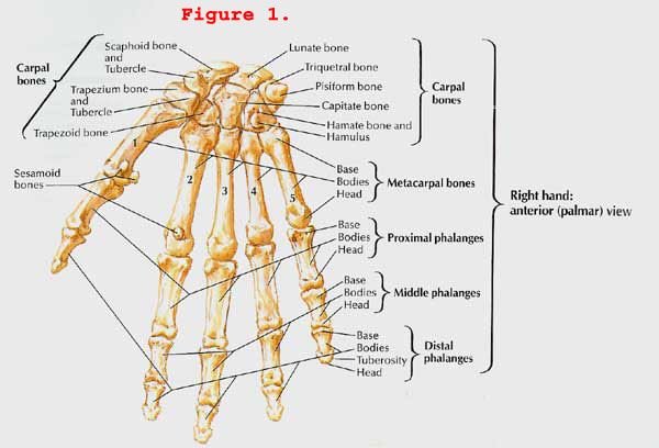 Figure 1. Bones of the Hand