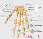 figure 1:  bones of the hand
