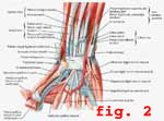 figure 2:  anatomy of the hand