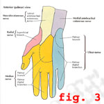 figure 3:  nerves of the hand