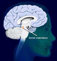 Locus Coeruleus
