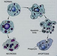 Apoptosis and Necrosis