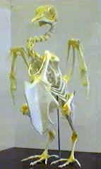 bird skeleton bird skeleton