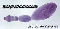 Adult Echinococcus worm