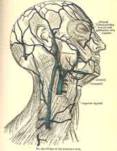 Fig 324 - Veins of the Head and Neck
