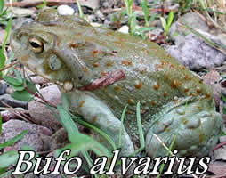 Bufo alvarius