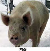 a pig