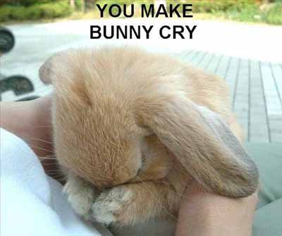 You Made Bunny Cry