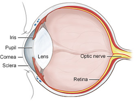 Anatomy of the Eye